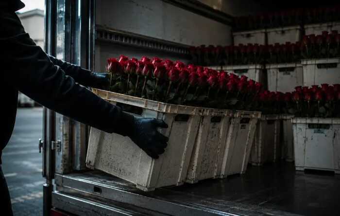 Від троянд до трансформаторів: як митниця «втратила» 18 мільйонів доларів на квітковій контрабанді