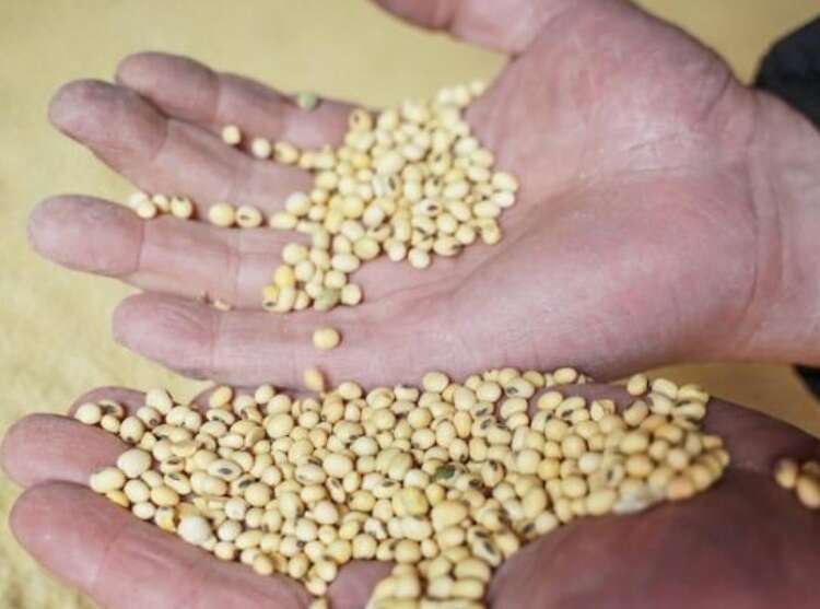 «Соєві правки» 2025: як пільги для обраних агрохолдингів коштували бюджету 1,7 мільярда гривень