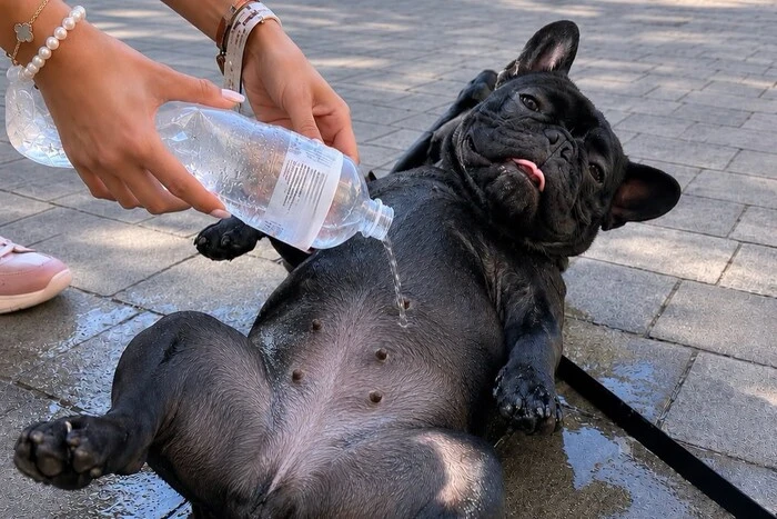 How to Save an Animal in the Heat: Advice from Veterinarians and Experienced Owners
