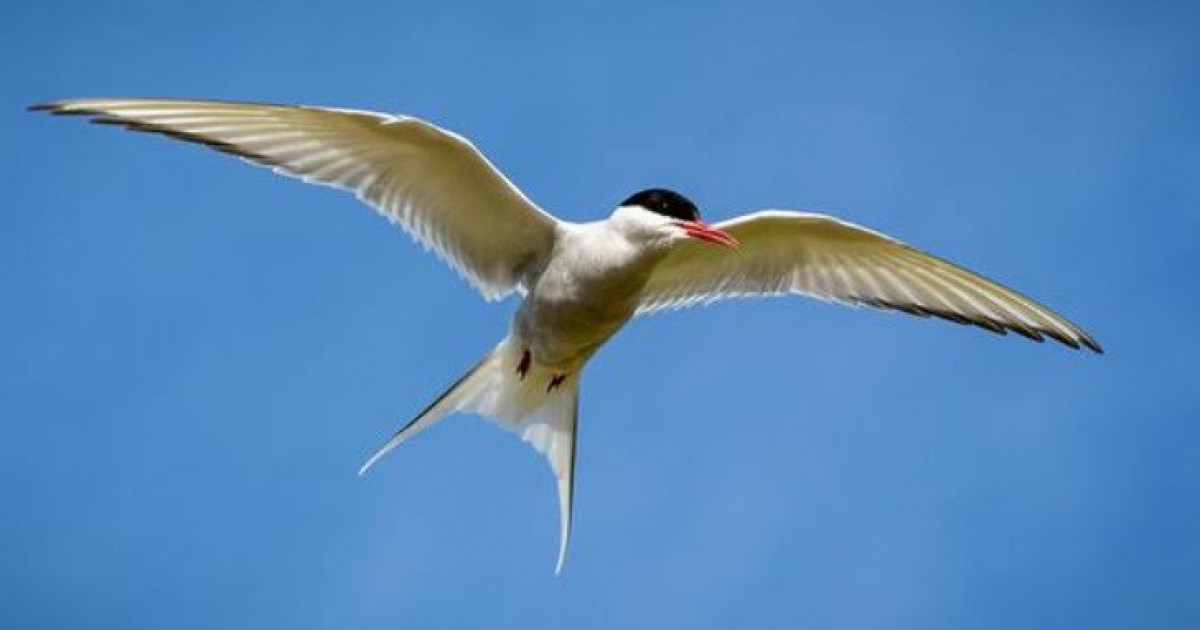 Scientists learned something very unexpected about birds
