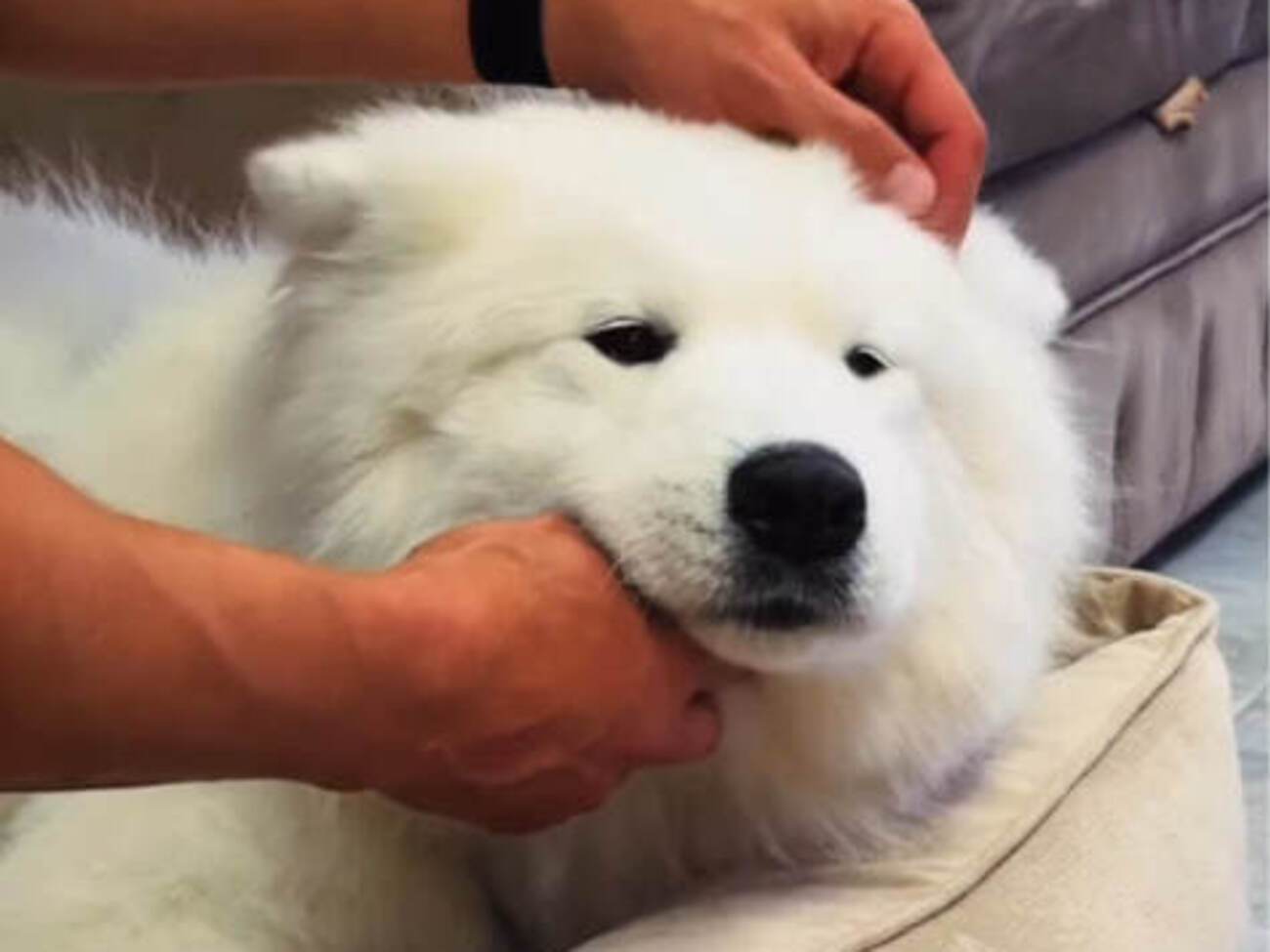 "Nova Poshta" will not fire employees who chased a dog out of a branch during the heat. The company explained