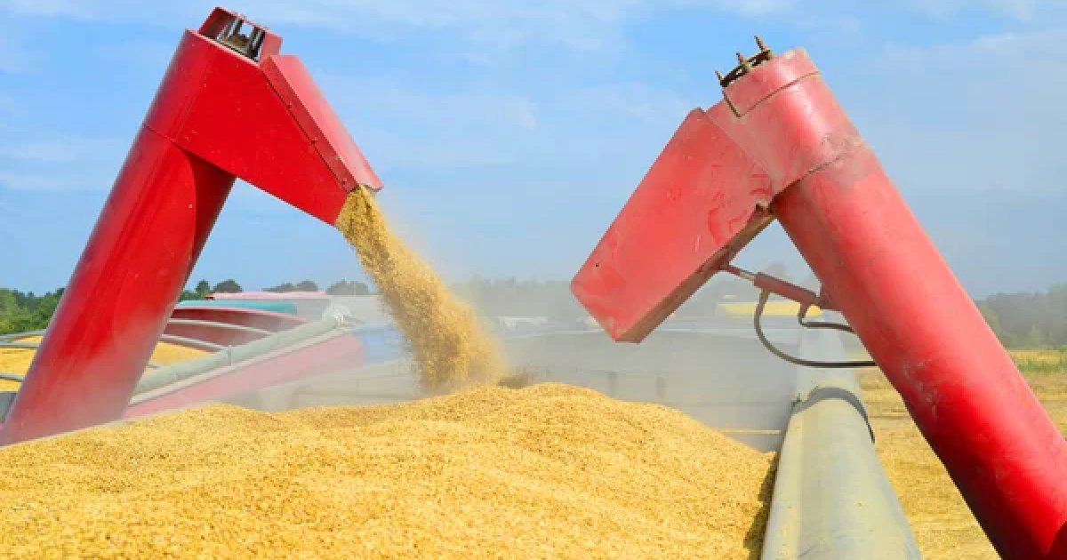 "NIBULON" sharply reduced grain exports due to port blockade