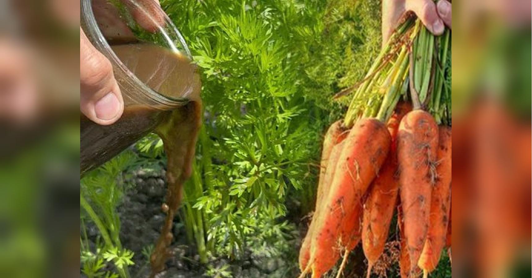 How to Feed Carrots in August So They Grow Big, Sweet, and Crack-Free
