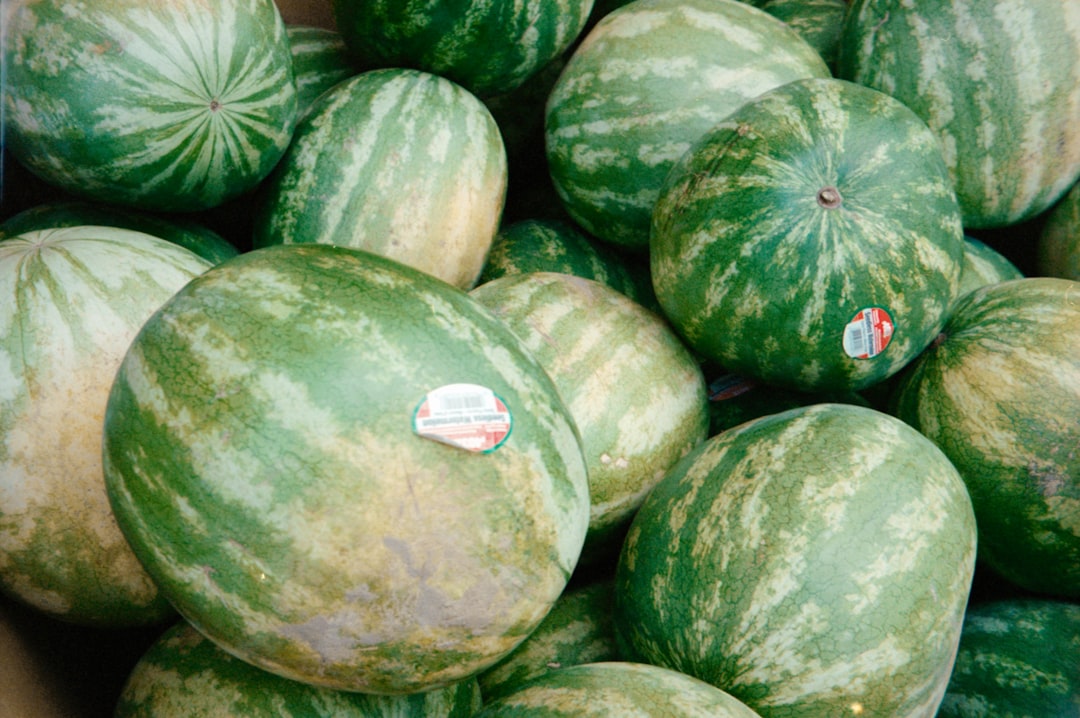 Watermelons in Ukraine Have Fallen in Price: Farmers Are Selling the Harvest for Almost Nothing