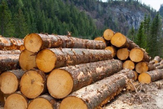 The Fight for Ukrainian Forest Intensifies
