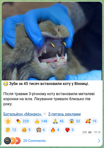 Скріншот Telegram-публікації: 😳 Зуби за 45 тисяч встановили коту у Вінниці. Після травми 3-річному коту вста…