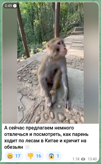 Screenshot of a Telegram post: And now we suggest taking a little break to watch a guy walk through the forest…