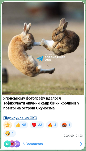 Скріншот Telegram-публікації: Японському фотографу вдалося зафіксувати епічний кадр бійки кроликів у повітрі…