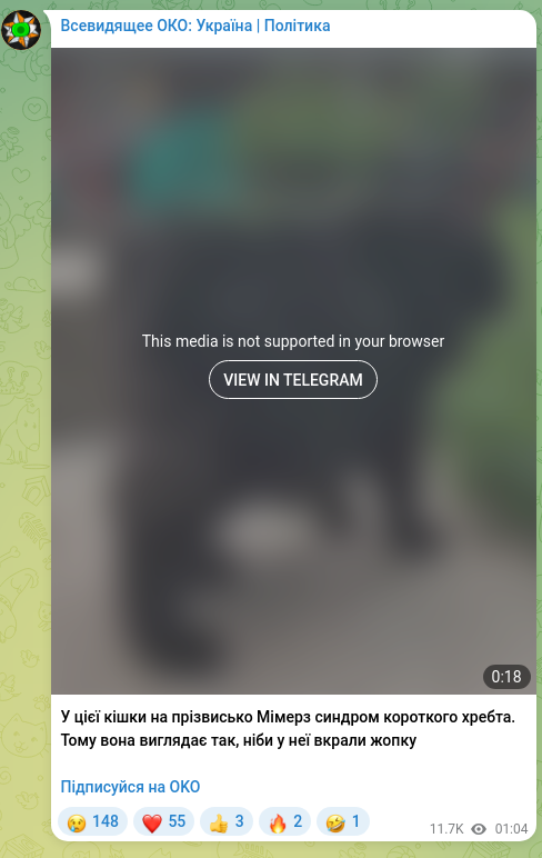 Screenshot of a Telegram post: This cat nicknamed Mimerz has short spine syndrome. That's why she looks as if…