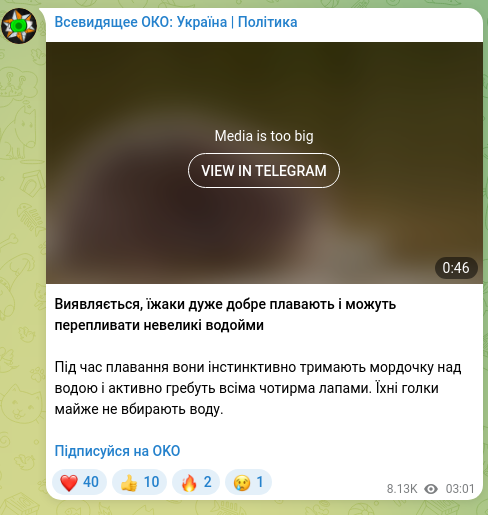 Screenshot of a Telegram post: It turns out hedgehogs are very good swimmers and can swim across small bodies…