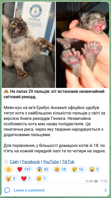 Скріншот Telegram-публікації: 🙈На лапах 29 пальців: кіт встановив незвичайний світовий рекорд. Мейн-кун на і…